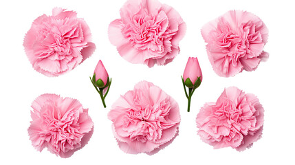 Exquisite Carnation Collection: Beautiful Flowers, Buds, and Leaves Isolated on Transparent Background - Ideal for Perfume, Essential Oil, and Garden Designs - Top View Flat Lay PNG Digital Art 3D - obrazy, fototapety, plakaty