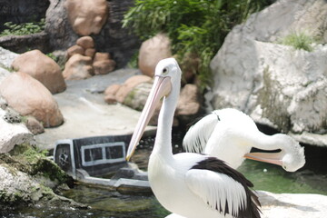 Pelicans or known as Australian white birds (Pelecanus conspicilatus)