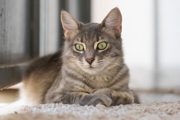 Cute cat pet indoor portrait