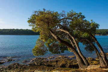 The coast of the Kasteja Forest Park - Park Suma Kasteja - in Medulin, Istria, Croatia. Premantura peninsula is in the background. December