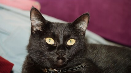 black cat close-up cat big eyes
