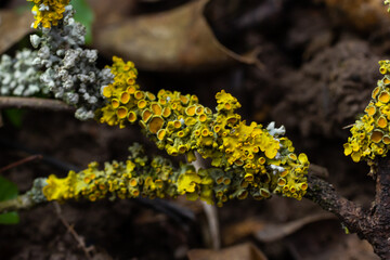 Xanthoria parietina common orange lichen, yellow scale, maritime sunburst lichen and shore lichen...