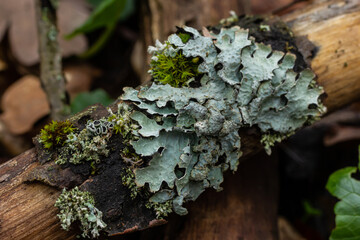 Detailed photo of lichen Lobaria Scrobiculata. Dry tree branch with green lichen in the forest...