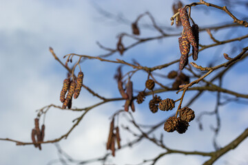 Small branch of black alder Alnus glutinosa with male catkins and female red flowers. Blooming alder in spring beautiful natural background with clear earrings and blurred background