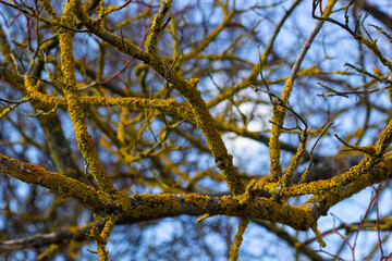 Xanthoria parietina common orange lichen, yellow scale, maritime sunburst lichen and shore lichen on the bark of tree branch. Thin dry branch with orange lichen, close-up, on blurred background