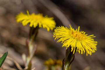 Tussilago farfara, commonly known as coltsfoot is a plant in the groundsel tribe in the daisy...