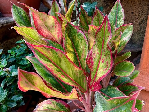Red aglaonema or aglonema red peacock foliage, Green leaves with bright pink veins, Exotic tropical leaf on nature background  
