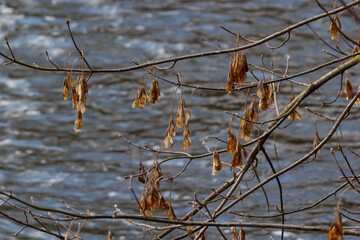 Yellow maple seeds against the blue sky. Macro. Maple branches with golden seeds on a clear sunny day. Close-up. Early spring concept. Bright beautiful nature background
