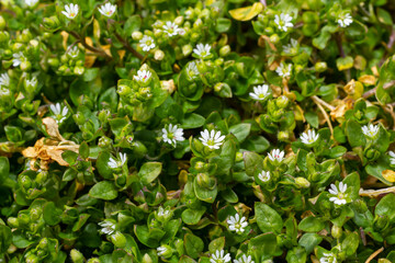 In the spring, Stellaria media grows in the wild. A herbaceous plant that often grows in gardens as a weed. Small white flowers on fleshy green stems