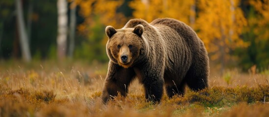 Scientific name for brown bear - Ursus arctos.