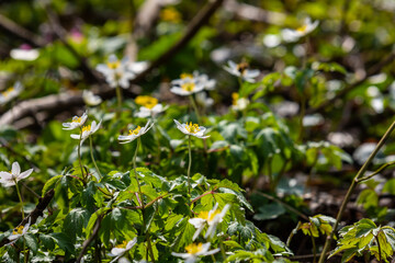 The many white wild flowers in spring forest. Blossom beauty, nature, natural. Sunny summer day, green grass in park. Anemonoides nemorosa