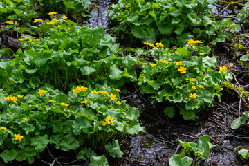 Fototapeta na wymiar In spring, caltha palustris grows in the moist alder forest. Early spring, wetlands, flooded forest