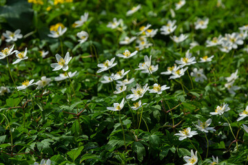 The many white wild flowers in spring forest. Blossom beauty, nature, natural. Sunny summer day, green grass in park. Anemonoides nemorosa