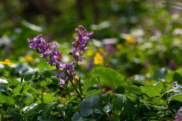 Corydalis. Corydalis solida. Violet flower forest blooming in spring. The first spring flower, purple. Wild corydalis in nature