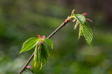 Big green buds branches. Young green leaves coming out from thick green buds. branches with new foliage illuminated by the day sun. Early spring day. Spring is comming
