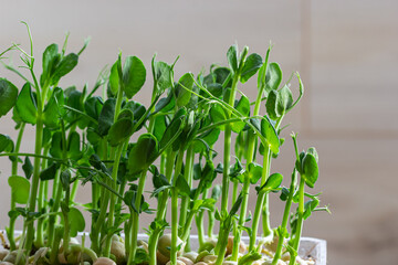 Fresh micro greens growing peas sprouts for healthy salad. Fresh natural organic product