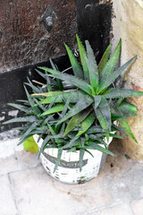 Pflanze Agave oder Aloe in Spanien draußen eingepflanzt