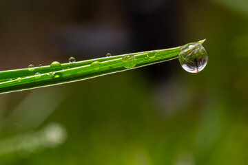 Water drops on the green grass. Morning dew, watering plants. Drops of moisture on leaves after rain. Beautiful green background on an ecological theme