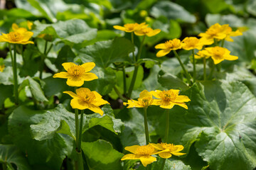 Obraz premium In spring, caltha palustris grows in the moist alder forest. Early spring, wetlands, flooded forest