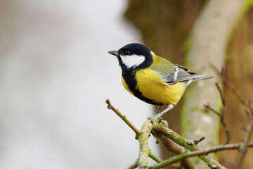 Great tit sitting on a tree branch
