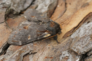 Detailed closeup on an Iron prominent moth, Notodonta dromedarius, sitting on wood