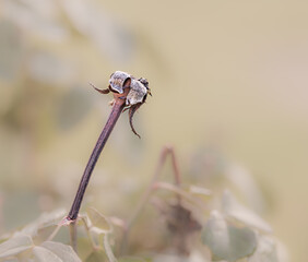 trockene Blüte