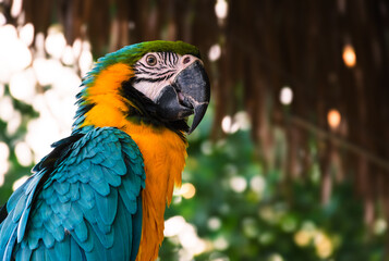 blue and yellow macaw