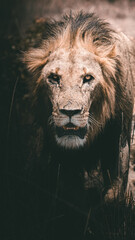 León salvaje con mirada agresiva y oscura