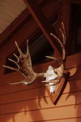 Mounted moose skull and antlers on a wooden wall inside a rustic cabin. Concept for wilderness lodge decor or hunting trophy display.