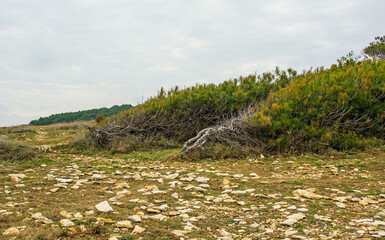 Trees bent by the wind on the coast of Kamenjak National Park on the Premantura peninsula of Medulin, Istria, Croatia. December