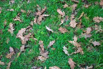 autumn leaves on the ground