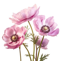 Fototapeta premium flower - Anemone flowers in pink and purple tones signifies anticipation and protection.