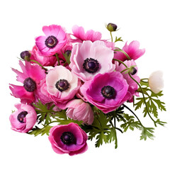 flower - bouquet of Anemone flowers in purple, pink, overlapping petals, symbolizes the giving of hope