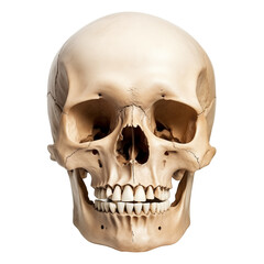 Obraz premium Human Skull Isolated Transparent, Generative AI