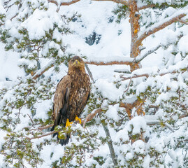Eagle in snow