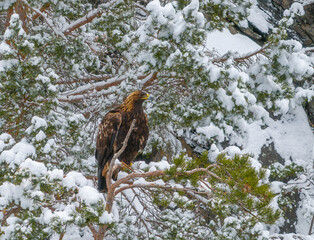Eagle in snow