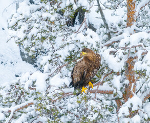 Eagle in snow