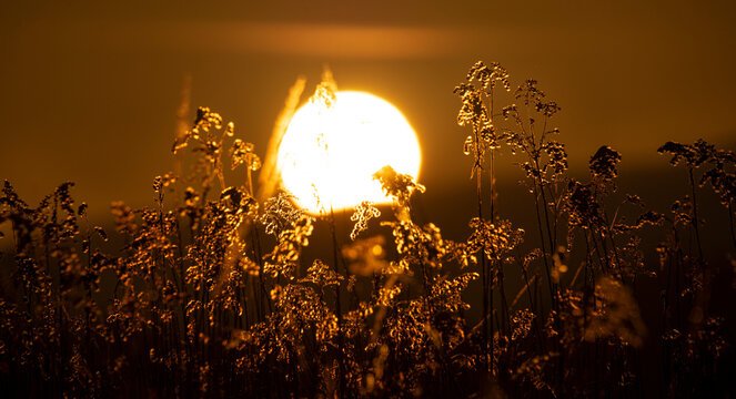 Fototapeta Krajobraz o wschodzie słońca, Zimowy wschód słońca - wielkie słońce, trawy i drzewa.