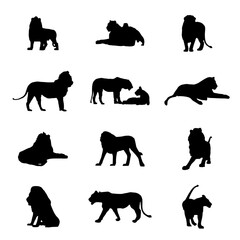 A set of male and female lions in silhouette Lions set. Silhouette picture. African savanna predator. Dangerous animal in natural conditions. Isolated on white background. Vector