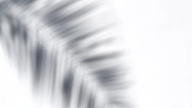 The shadow of a palm leaf sways in the wind. The reflection of a palm tree on a light wall. Abstract video. Nature. Background. Summer. Rest. The concept.