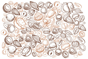 Big isolated vector set of nuts.Nuts and seeds collection.Vector hand drawn objects.Peanuts, cashews, walnut, hazelnut,pistachios, almond, chestnut, pine nut, nutmeg, peanut, macadamia, coconut, pecan