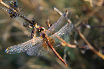Dragonfly.Odonata