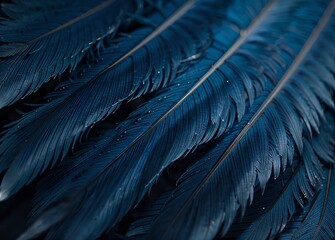 feather  texture or background
