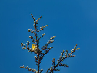 bunting, Emberiza citrinella, bird, animal, nature, wild, outdoo