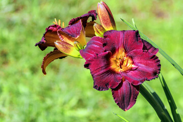 A blossoming bud of a hybrid daylily (Black Stockings) of burgundy color. 