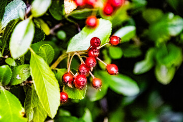red currant berries