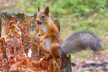 Naklejka na ściany i meble A young forest squirrel with a fluffy tail stands on an old stump.