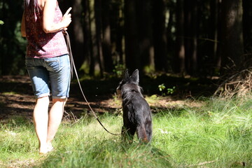 Gemeinsam im Wald. Frau geht mit altem dünnen Hund im Wald spazieren