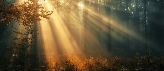 rays of sunlight