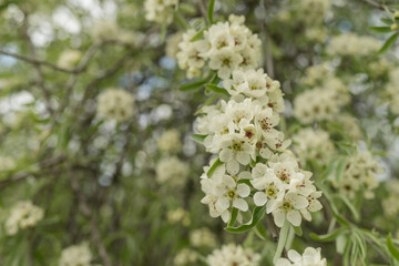 Willow leaf pear blossom in spring